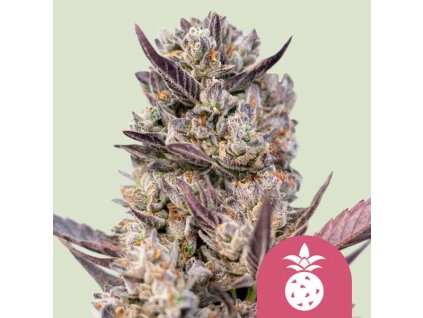 75414 royal queen seeds watermelon feminized