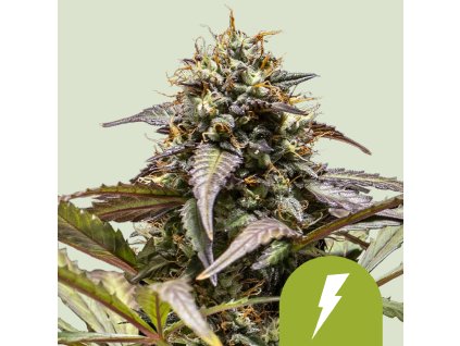 75417 royal queen seeds north thunderfuck auto feminized autoflowering