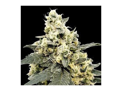 75429 paradise seeds lemonade auto feminized autoflowering