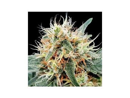 Paradise Seeds Stromboli Auto, feminized autoflowering (Balení 10 ks)