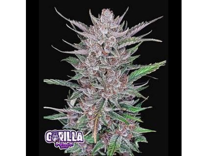 75441 fast buds gorila punch auto feminized autoflowering