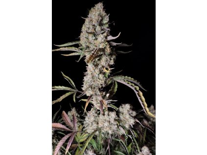 75444 fast buds gorila zkittlez auto feminized autoflowering
