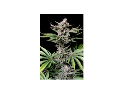 75447 fast buds cherry cola auto feminized autoflowering