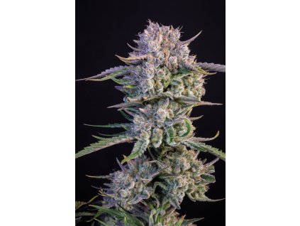 75450 fast buds strawberry gorila auto feminized autoflowering
