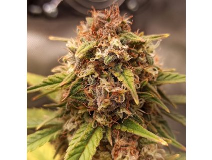 75456 dr choice purple ryder autoflowering feminized