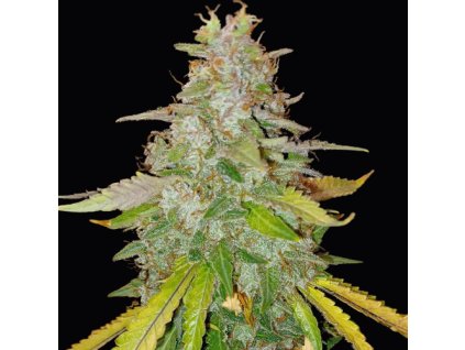 Dr. Choice Niagara autoflowering feminized (Balení 1ks)