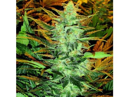 75462 dr choice lowryder regular