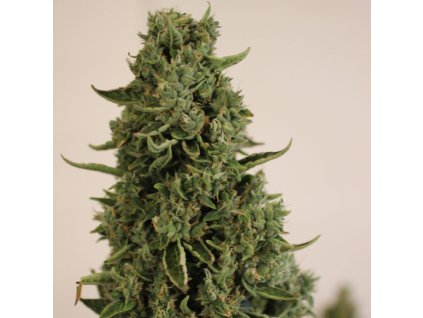 75465 dr choice doctor s choice 1 autoflowering feminized