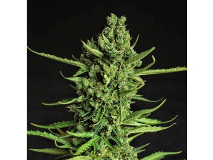 75468 dr choice devotchka autoflowering feminized