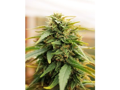 75471 dr choice deepforest autoflowering