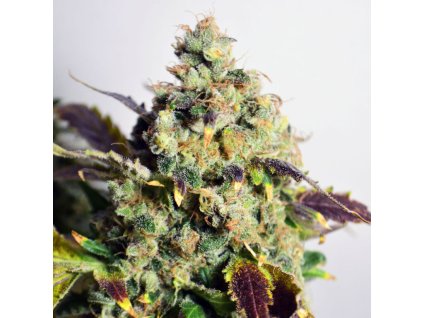 75474 dr choice dc kush feminized