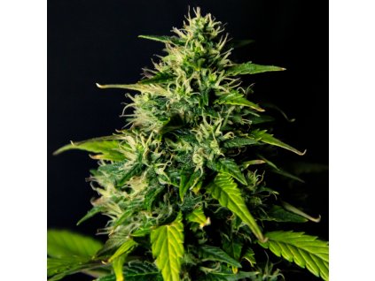 75477 dr choice dc cure 1 1