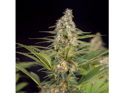 75480 dr choice cali crasher feminized