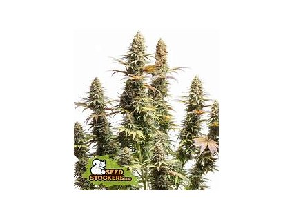 75483 seedstockers triton biscotto lime feminized