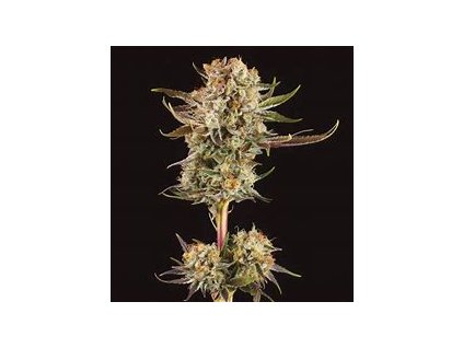 75486 seedstockers triton biscotto lime auto feminized autoflowering