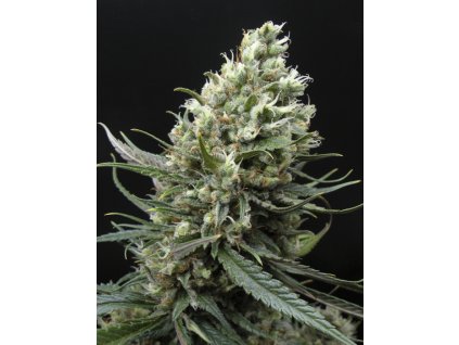 75489 ripper seeds ripper haze feminized
