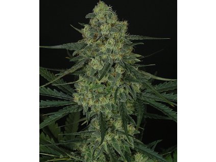75492 ripper seeds criminal feminized