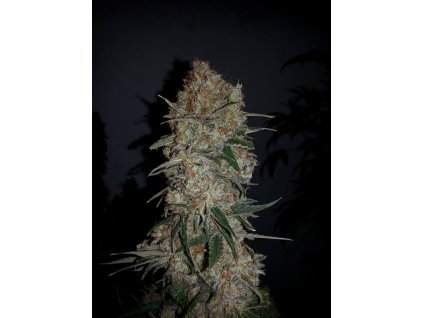 75495 ripper seeds black valley feminized