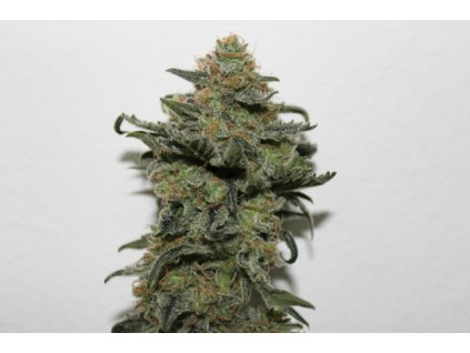 75498 ripper seeds old school feminized