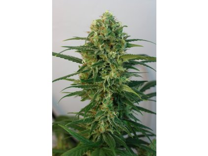 75501 ripper seeds toxic feminized