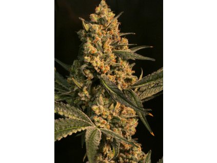 75504 ripper seeds washing machine feminized