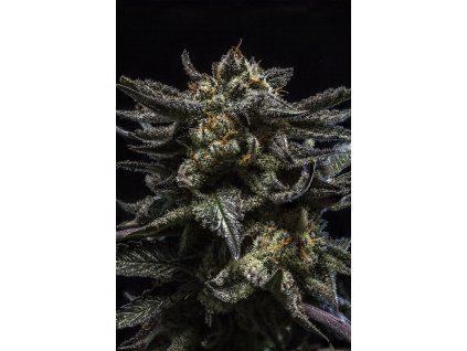 75507 ripper seeds zombie kush feminized