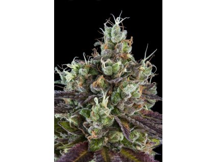 75510 ripper seeds sour ripper feminized