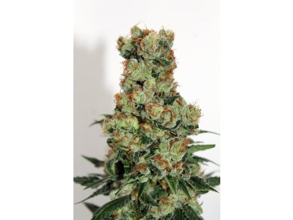 75513 ripper seeds ripper badazz feminized