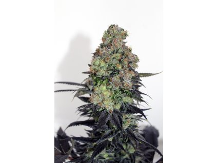 75516 ripper seeds acid dough feminized