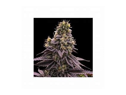 75522 ripper seeds zombie bride feminized