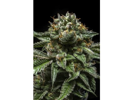75525 ripper seeds chempie feminized