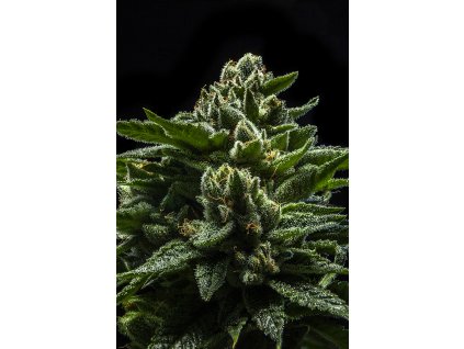 75528 ripper seeds do g feminized