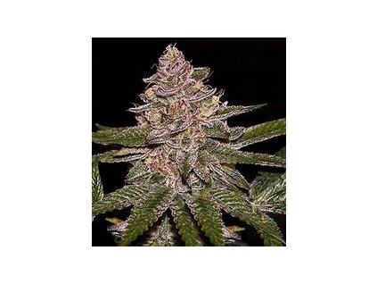 75531 ripper seeds radical juice feminized