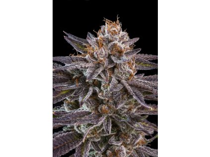 75537 ripper seeds omg feminized