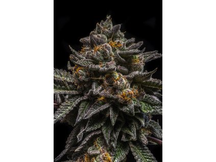 75540 ripper seeds brain cake feminized