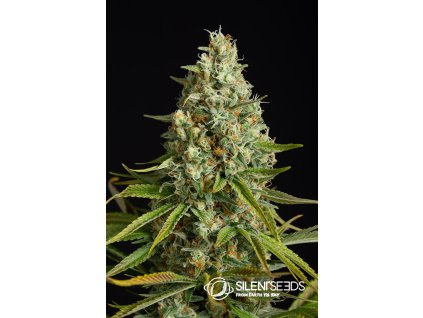 75543 silent seeds amnesia lemon feminized