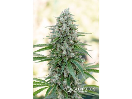 75546 silent seeds critical mango feminized