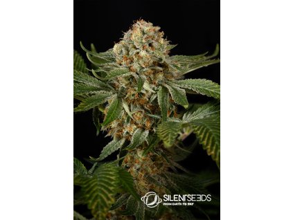 75564 silent seeds og kush feminized