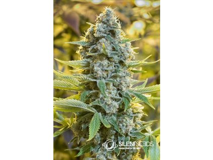 75567 silent seeds moby dick feminized