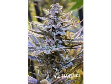 75573 silent seeds cookielato feminized