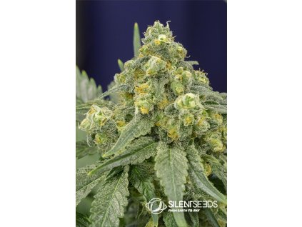 75576 silent seeds white widow feminized