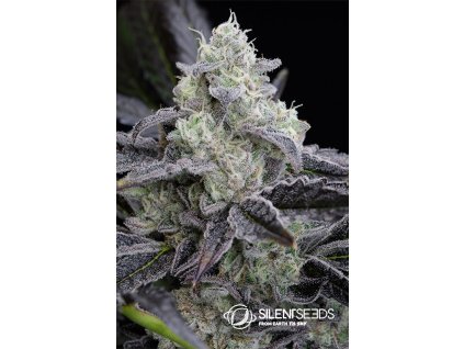 75582 silent seeds l a vanilla cake feminized