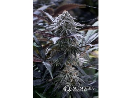 Silent Seeds, Grape Juice , feminized (Balení 10ks)