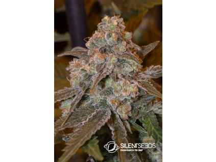 75588 silent seeds gorilla frost feminized