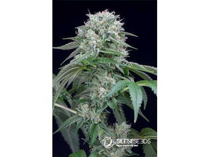 75591 silent seeds starfire og feminized