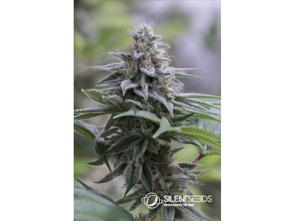 75603 silent seeds zkittlez 2 0 feminized