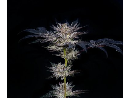 75621 paradise seeds x compound genetics slipstream feminized