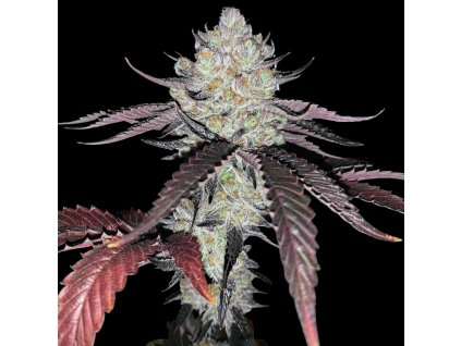 75624 paradise seeds x compound genetics marshmelow og feminized