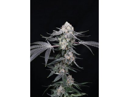 75627 paradise seeds x compound genetics high society feminized