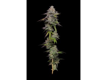 Paradise Seeds x Compound Genetics Double Stack, feminized (Balení 10 ks)